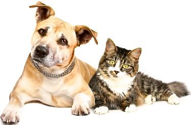 The stereotype of cats and dogs is that when they get together, they fight like — well, cats and dogs! Dogs and Cats Living Together - The Dogfather