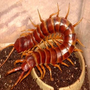 Kami menawarkan replika mustika lipan asli alami natural dari alam dengan jenis batuan chalcedony red baron , replika adalah sebuah salinan yang sama persis dengan bentuk dan fungsi dari alat, barang atau lainnya. Manfaat Mustika Lipan Sejuta Khodam - Pusaka Dunia