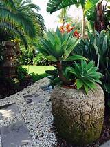 Bright yellow, red, or vibrant pink are best choices of colors. My Balinese garden - My tropical home by Tina | Tropical ...