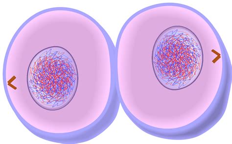 Quia Phases Of Mitosis Meiosis