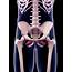 Hip Muscles Photograph By Sebastian Kaulitzki/science Photo Library