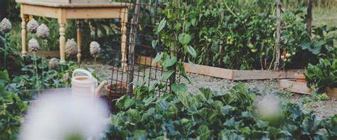 Grow Your Own Edible Garden A Comprehensive Guide
