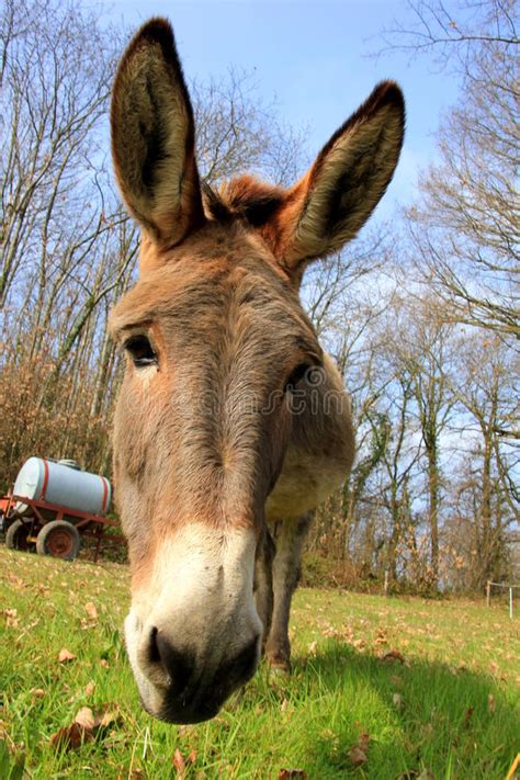 Donkey Nose Stock Photos Download 1112 Royalty Free Photos