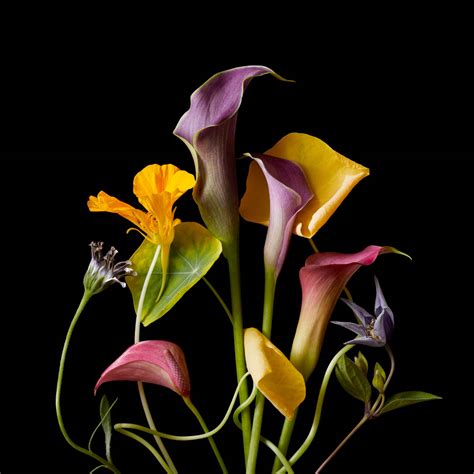 Flower Composition Botanical Still Life Mike Lorrig