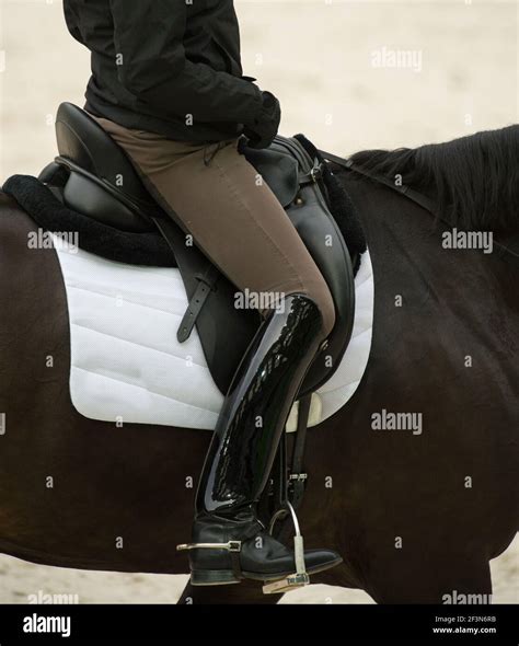 Equestrian Dressage Rider In Proper Dressage Seat Showing Tall Black
