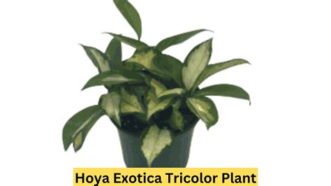 Hoya Exotica Tricolor Plant Care And Growing Tips For Beginners Plants