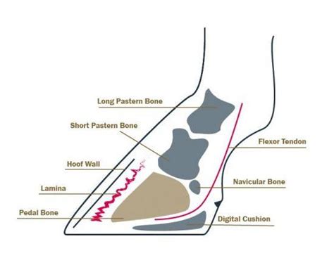 Navicular Syndrome In Horses Symptoms Treatment And Prevention Mad Barn