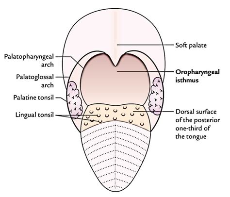 Oropharynx Earths Lab