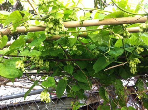 Quá trình thu mua nhanh chóng, chuyên nghiệp, rõ ràng. Hướng dẫn cách trồng và chăm bón hoa thiên lý
