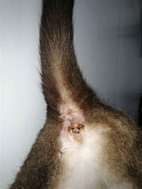 My Cat Has A Ruptured Anal Sac 3 Days Ago The Wound Is Healing Well And Is No Longer Draining