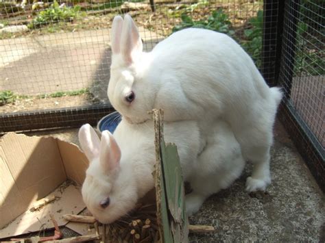 Pin On Bunnies Make Life Better