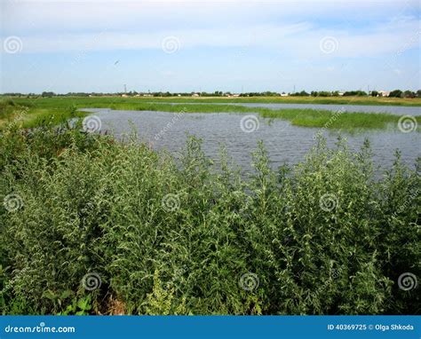 Lake And Plants Stock Image Image Of Area Deciduous 40369725