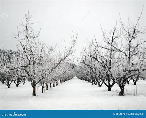 Apple Orchard In Winter Stock Photo Image Of Hoarfrost 8051876