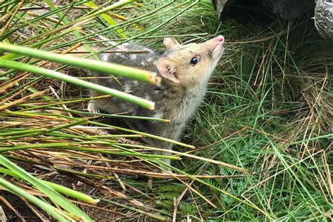 Can Extinct Eastern Quolls Really Return To The Wild Abc News