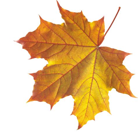 All images are available in png file format from various categories and tags. Autumn Leaves PNG Picture 15200 - Web Icons PNG