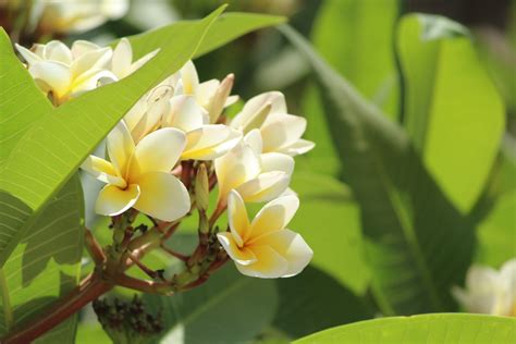 Macro Plumeria Flowers Wallpapers Hd Desktop And