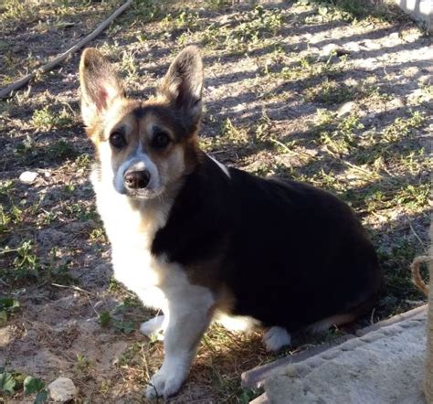 Breeders are a good source of vital in fact many breeders will spay or neuter their corgis since most buyers want them as companion dogs due to their temperament and thus they will be. Bison Ridge Corgis, Pembroke Welsh Corgi Breeder in ...