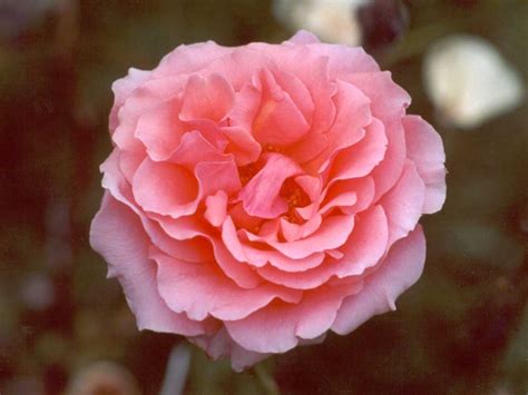 Family owned florist since 69 local delivery flowers Pink Rose Pictures