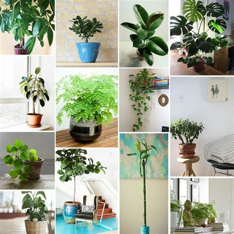 Die blumen sind langlebig und kommen in einer vielzahl von formen, größen und farben. Pflanzen Fürs Schlafzimmer Feng Shui - Wohndesign
