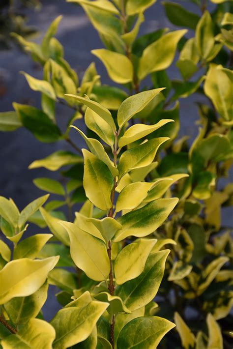 Howard Japanese Privet Ligustrum Japonicum Howardi In Greensboro