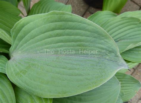 P17 Hosta Holar Mystic Purple From The Hosta Helper Presented By