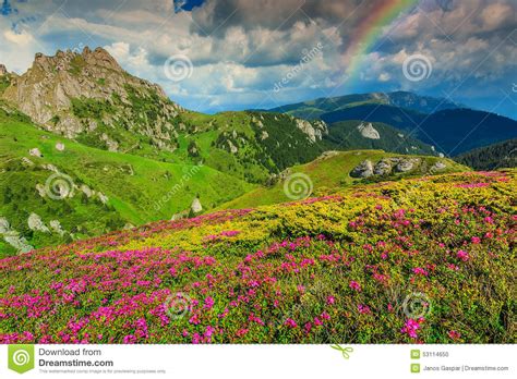 Stunning Pink Rhododendron Flowers In The Mountainsciucascarpathians