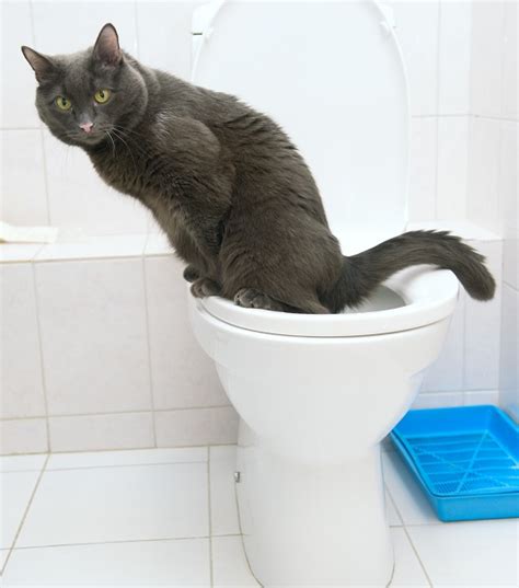 Get ready to have a weight off of your shoulders by reading this instructional. Train Cat To Use Toilet - Veterinarians - Seva Call Blog