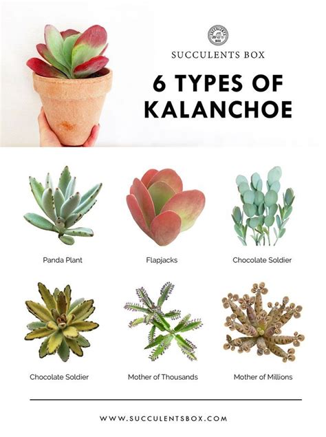 Some look almost the same to the casual observer. Popular types of Kalanchoe Use code LOVEPLANTS for 10% off ...
