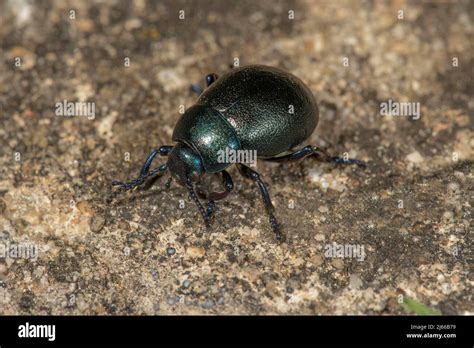 Geotrupes Vernalis Geotrupes Vernalis Hi Res Stock Photography And