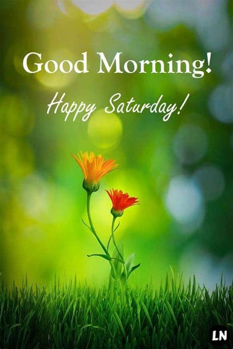 My job is similar to my holiday, so in ways, each weekend memes are also very popular. 60 Good Morning Saturday Images with Beautiful Quotes ...