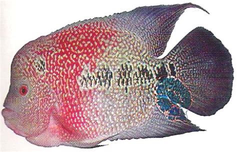 Budidaya ikan louhan bagi pemula mudah (panduan lengkap. Gambar Ikan Louhan Termahal Dan Tercantik | IKAN LAGA