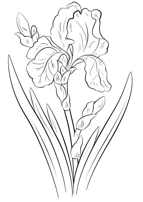 Iris flower coloring pages are a fun way for kids of all ages to develop creativity, focus, motor skills and color recognition. Iris coloring pages to download and print for free
