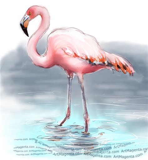Birds American Flamingo