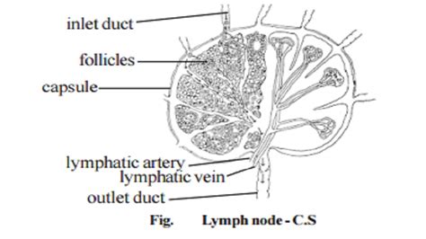 Peripheral Lymphoid Organs Lymph Nodes Spleen