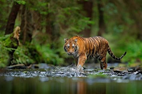 The Most Endangered Tigers In The World Readers Digest