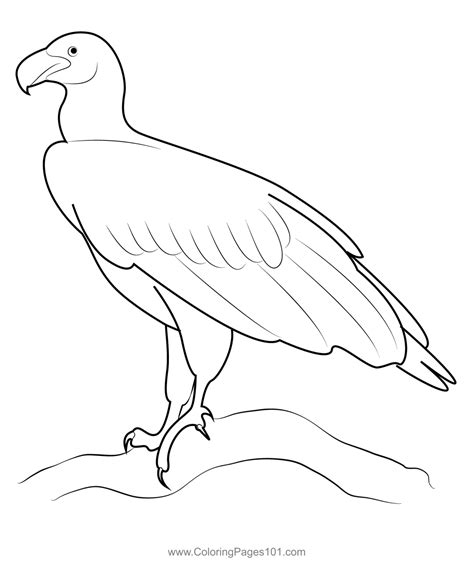 Lappet Faced Vulture Coloring Page For Kids Free Hawks And Eagles
