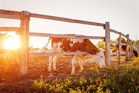 Cows Grazing On Farm Yard At Sunset Cattle Eating And Walking Outdoors