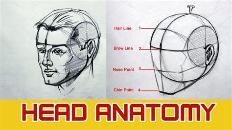 Head Anatomy How To Draw The Head Face Part 01 Youtube
