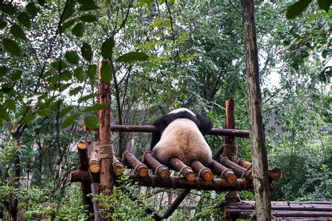 Chengdu Research Base Of Giant Panda Breeding Chengdu Research Base