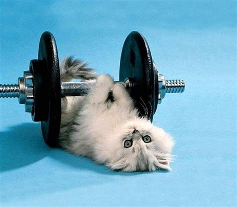 Free Download Gym Kitty Gym Cute Kitty Funny Cat Animals Hd