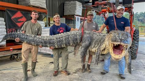 14 Foot Long Alligator Captured In Mississippi