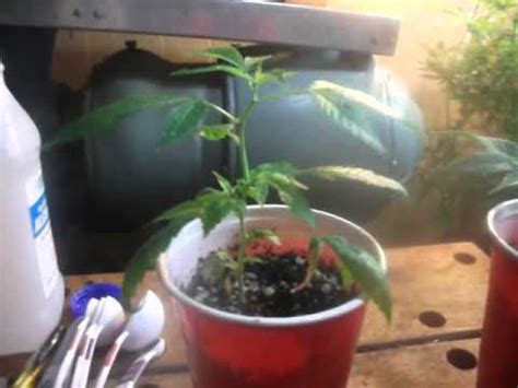 Nowadays, there are still people who use cfls, but a large number of them are considering (or are in the process of) switching to leds. CFL VS LED GROW OFF DAY 7 - YouTube