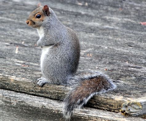 Dsc0916 Grey Squirrel ~ Eastern Gray Squirrel ~ Sciurus C Flickr