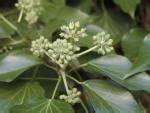 Safrol kommt in manchen, vor allem tropischen, pflanzen vor. Sassafrasbaum, Fenchelholzbaum, Sassafras albidum direkt ...