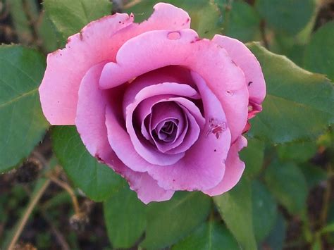 They are useful plants as well as being. God's Growing Garden: Frank's Flowers - Mauve Miracle Rose