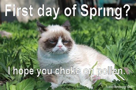 First Day Of Spring I Hope You Choke On Pollen Grumpy Cat Images