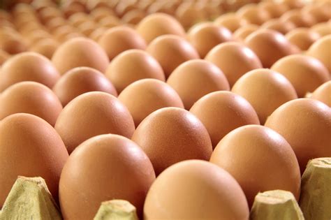 Farming Eggs: Is It A Profitable Business? | Nascence
