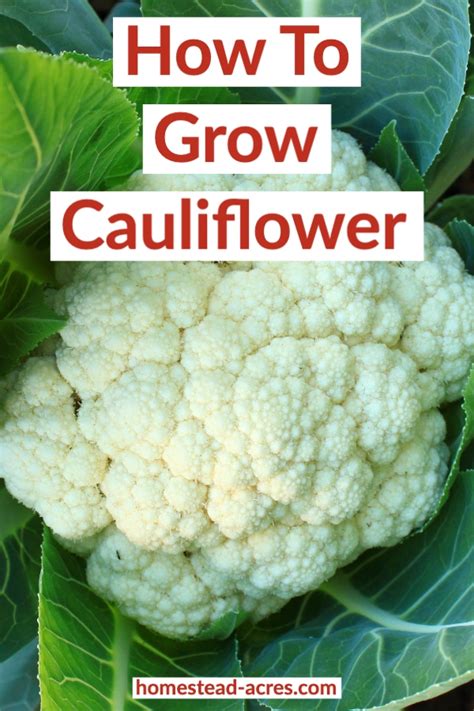 How To Grow Cauliflower For A Successful Harvest Homestead Acres