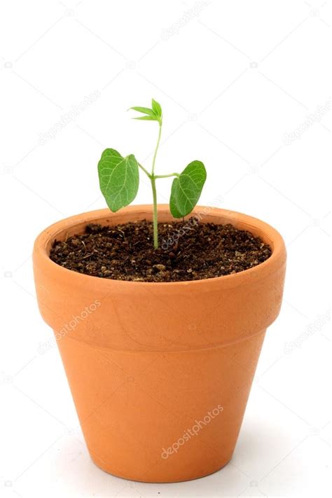 Baby Plant Growing In A Pot Stock Photo Qpicimages 76008005