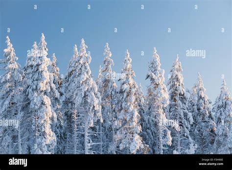 Snow Covered Spruce Trees Hi Res Stock Photography And Images Alamy